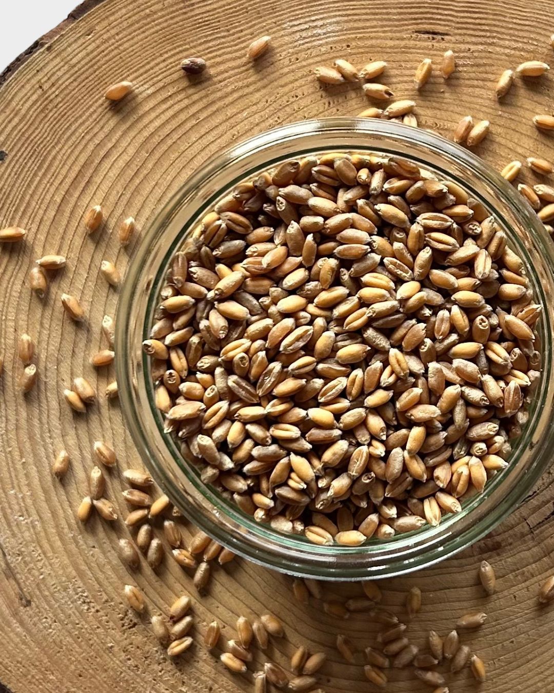 Pšenice zlatokvětá BIO – z rakouské biofarmy