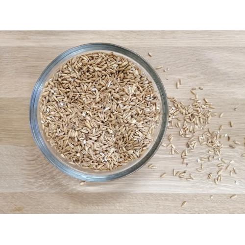 Oves nahý / bezpluchý BIO – z Rakouska