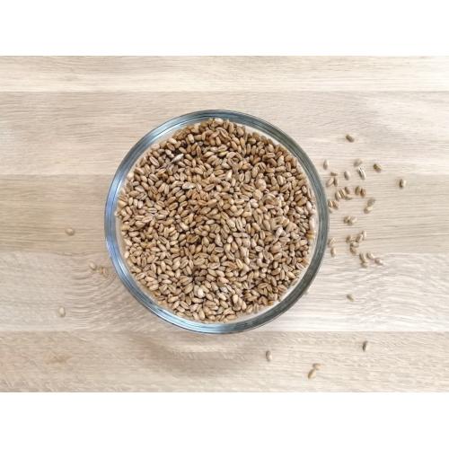 Pšenice ozimá BIO – z Moravy