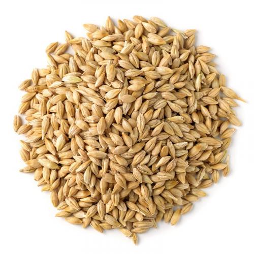 Zelená pšenice